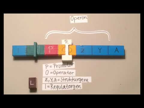 Genregulation | Substratinduktion Biologie Oberstufe