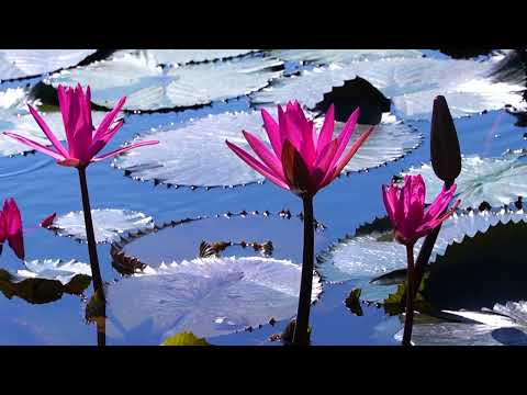 1 Hour of Healing Spa Piano Music | Calming Energy for Meditation, Sleep & Inner Peace