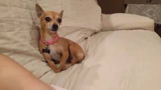 🍖🍖🍖 Chihuahua goes INSANE trying to find her bone