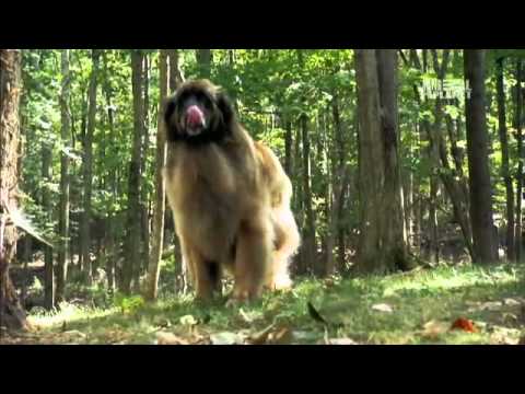 Dog Breeds 101 Video: Leonberger