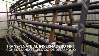 preview picture of video 'Invernadero (NFT) de lechugas hidroponicas en Villarrica'