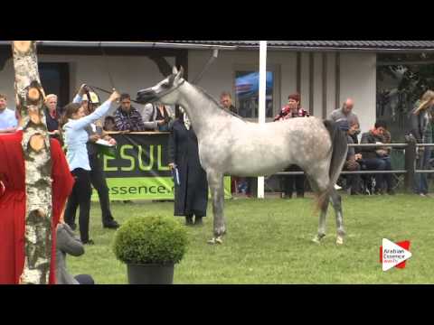 N.122 EL SULTANA K.A. - Ströhen 2015 B-Show - Fillies 3 years old (Class G)