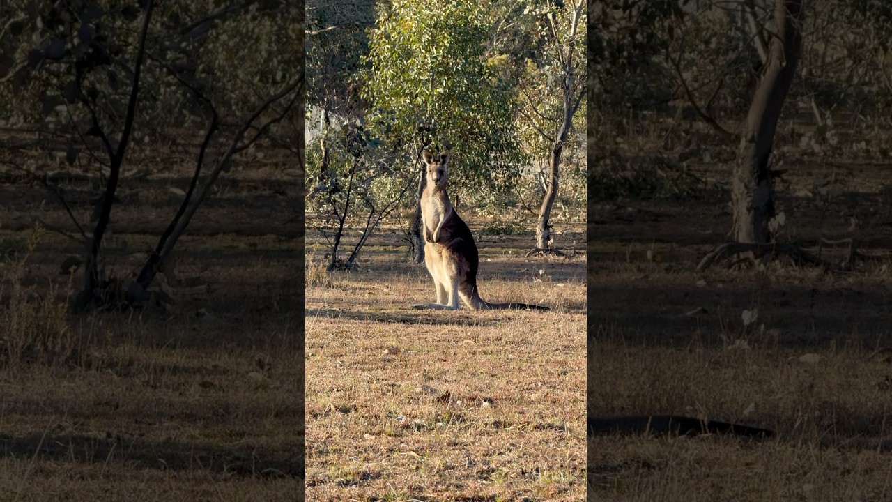 YouTube Short thumbnail