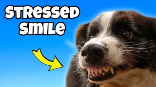 SHOCKING Signs of Stress in Dogs - NEVER IGNORE!