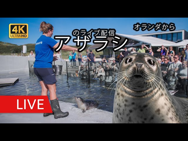 テッセル島・動物保護区エコマーレのアザラシ（癒やしの定点カメラ）