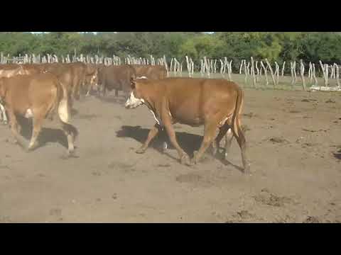 Lote 72 Vacas de invernar en San José de Feliciano, Entre Ríos