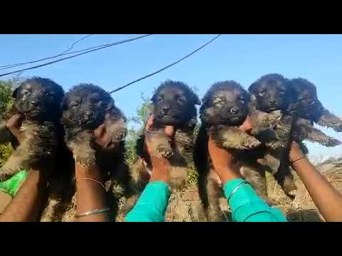 puppies for sale best price 9949629042