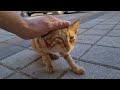 Amazing Cute Orange Hungry Cats