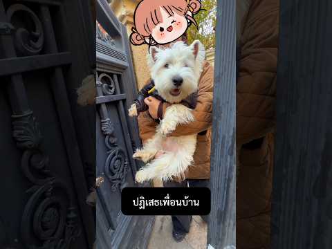 เมื่อเพื่อนบ้านเอาหมามาทิ้ง... งานนี้บันเทิง!