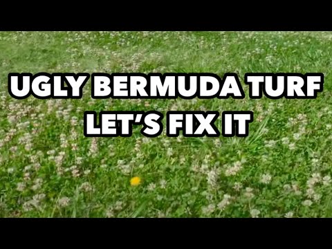 Bermudagrass UGLY TURF FIX My Dads Driving Range Tee Box