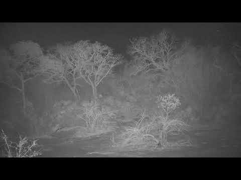Djuma: Lone Hyena laying down back in the treeline - 02:54 - 10/19/19