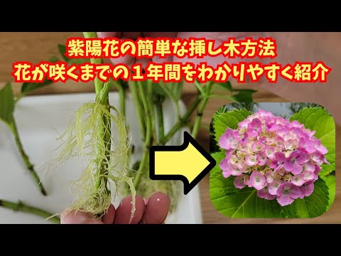 ヤナギに水を与える 挿し木植物の成長を促進するにはどうすればよいか 可能な水やり