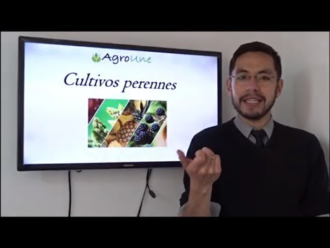 , title : 'ESTE TIPO DE CULTIVO TE DARA MAYOR RENTABILIDAD | Negocios agrícolas rentables de mayor producción'