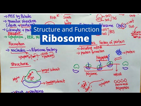 Ribosome Structure and Function | What is a Ribosomes?