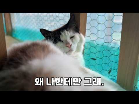 혼나도 혼나는 줄 모르는 집사 한정으로 성격 좋은 고양이