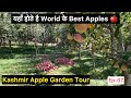 Kashmir Beautiful Apple Garden Pahalgam Apple Orchard Tour Kashmir Trip Ep 07