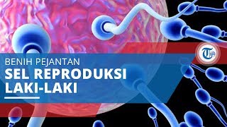 Sperma - Sel Reproduksi Laki-laki