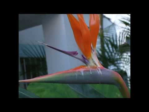 The Flowers of Andalucia Medium