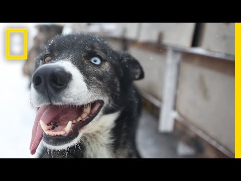 Sled Dogs: More Than Meets the Eye | National Geographic