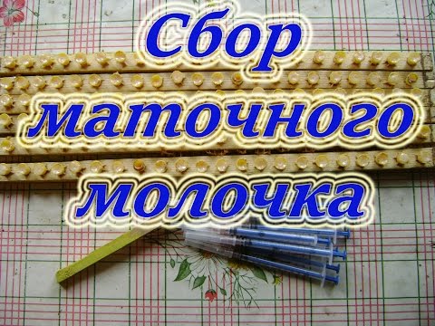 Сбор маточного молочка. 5 июня 2016 года в Свердловской области.