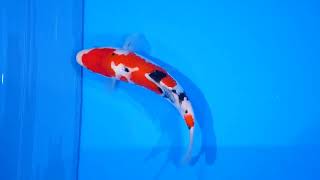 video van Sanke  SA-V24-03153