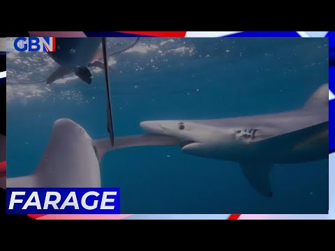 Shark bites: 'You don't want to get in between bait & a shark' | Conservationist tells Nigel Farage