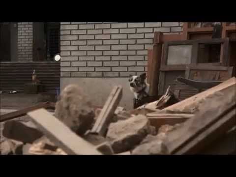 Animals in desperate need in Nepal
