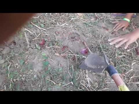 ADITZA GARBEA Cotofanca 2016 La ceapa