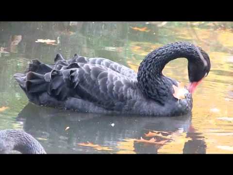 Schlafender Schwarzer Schwan - Sleeping black swan