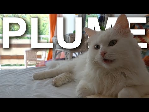 download lagu mp3 mp4 Chat Angora, download lagu Chat Angora gratis, unduh video klip Download Chat Angora Mp3 dan Mp4 Viral Gratis