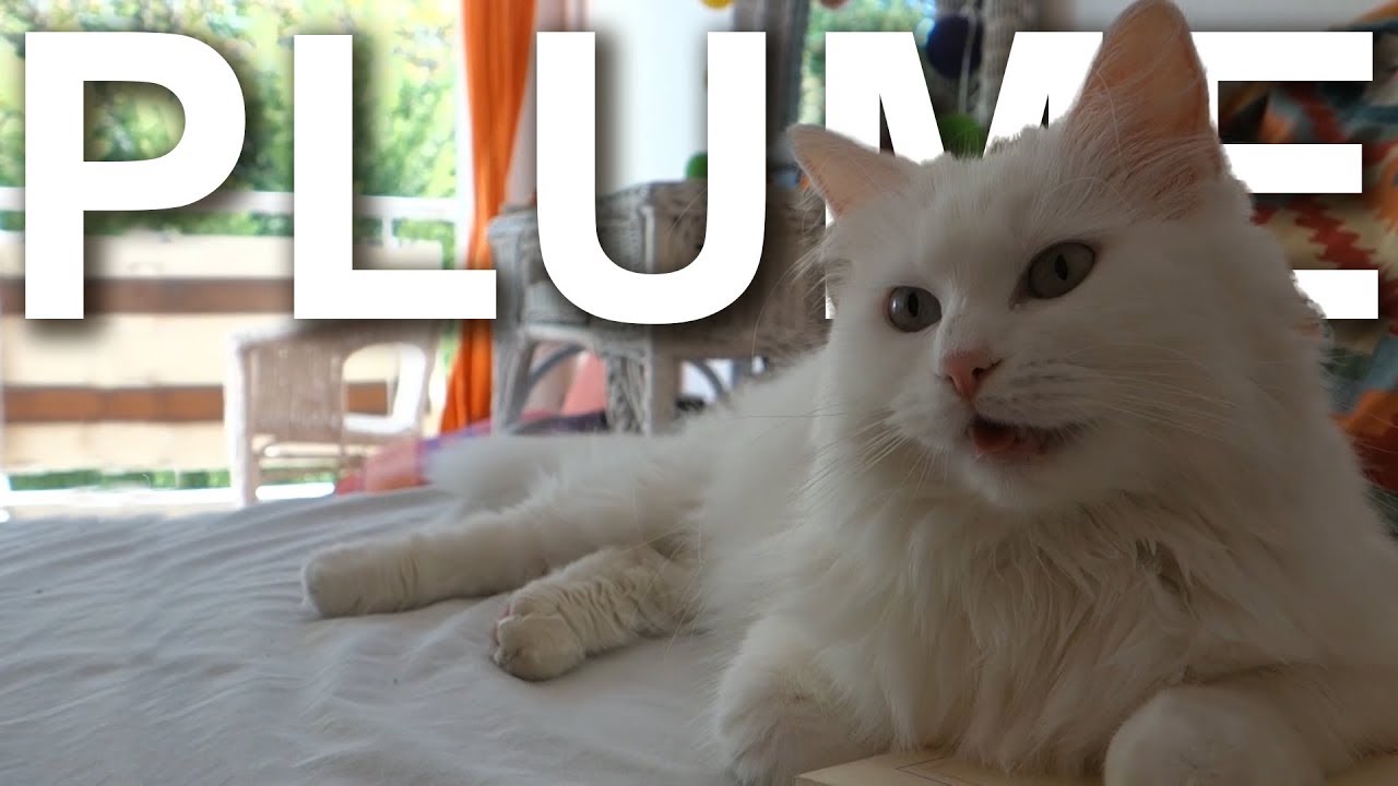 PLUME L'ANGORA TURC - PAROLE DE CHAT