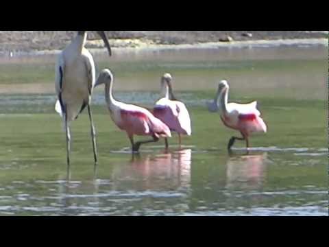 Spoonbills in Florida