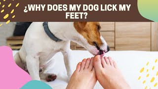 🐶🦶 ¿WHY DOES MY DOG LICK MY FEET? ANSWER