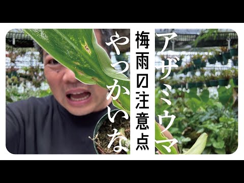 植物害虫: 最も重要な 10 種類とその見分け方 トピックス