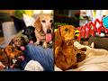 Funniest Dachshund Videos On The Internet