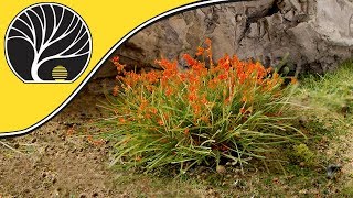 How To Accent Tufts of Grass | Woodland Scenics | Model Scenery