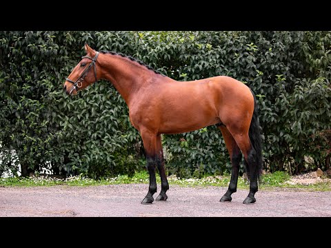 Horse for Sale |  Piro free dressage prospect with top pedigree (REF#579)