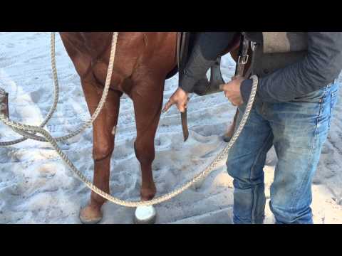 How To Get A Horse To Stand Still When You Get On