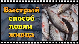 Как поймать живца без удочки зимой