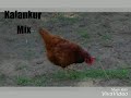 Kombadi Palali Remix DJ Song