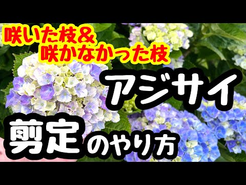 凍ってしまったアジサイを復活させる方法は？霜で傷んだ部分は剪定したほうがいいでしょうか？  庭園