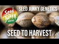 $500 Pack of Seed Junky Genetics Seed To Harvest Run