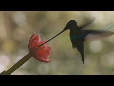 OM SHANTIH - Lulia Dib e Marcus Viana