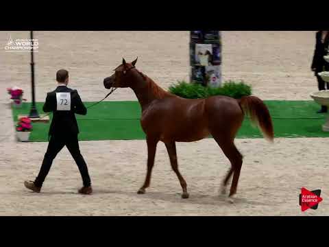N.72 PERCIVAL STC - Paris 2017 - Yearling Colts (Class CM4A)