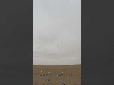 QUICK RELOAD into Solo Snow Goose (Bird Down) by