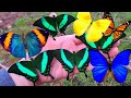 My Pets Butterflies Moths Compilation By Bart Coppens Butterflies As Friends