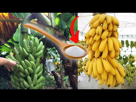 How to Cut a Banana Bunch + 3-Day Ripening Trick