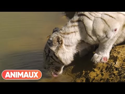 download lagu mp3 mp4 Le Tigre Blanc, download mp3 Le Tigre Blanc free download mp3, download mp3 Le Tigre Blanc