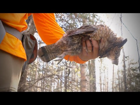 Lake Superior Ruffed Grouse | The Flush: Season 12, Episode 2