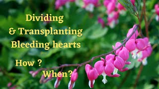 How to Divide &amp; Transplant Bleeding Hearts in the Spring // zone 4 Minnesota 🍀 bleeding heart plant